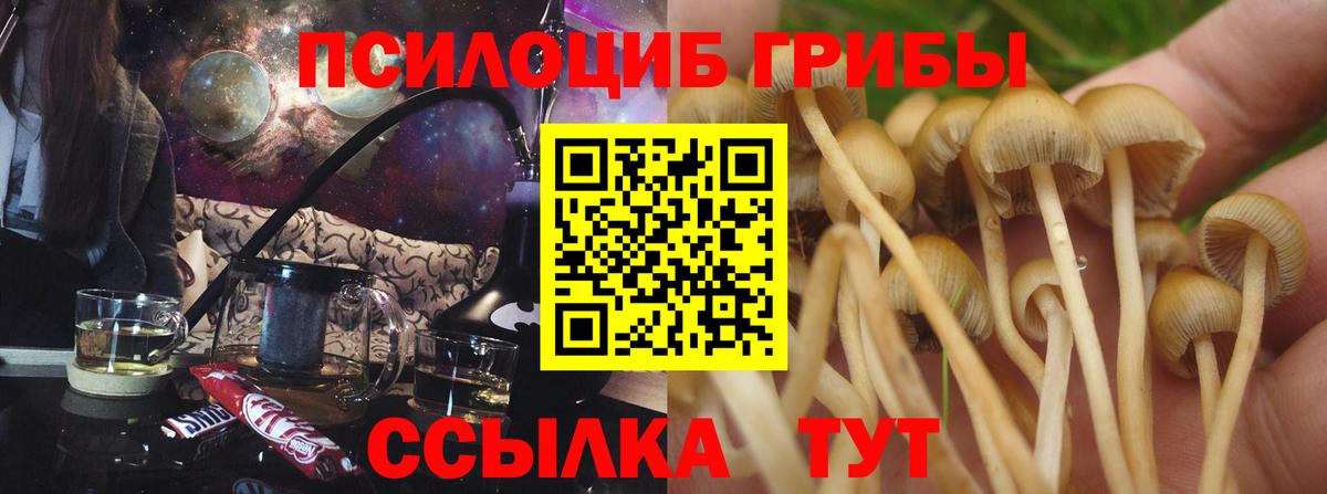 Галлюциногенные грибы Psilocybine cubensis Гагарин